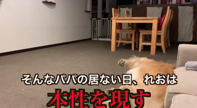ゴールデンレトリーバー,動画