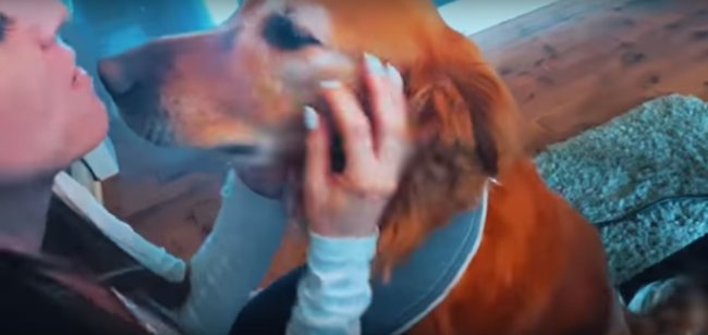 ゴールデンレトリーバー,動画