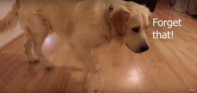 ゴールデンレトリーバー,動画