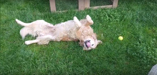 ゴールデンレトリーバー,動画