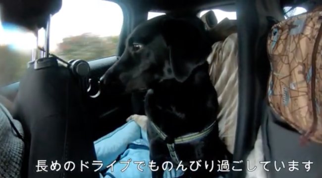 ラブラドールレトリーバー,動画