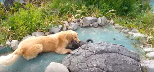 ゴールデンレトリーバー,動画