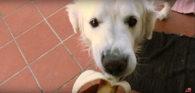 ゴールデンレトリーバー,動画