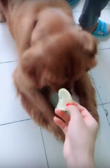 ゴールデンレトリーバー,動画