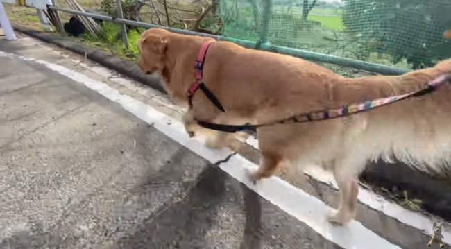 ゴールデンレトリーバー,動画