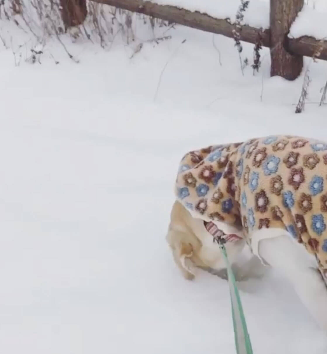 ラブラドールレトリーバー,動画