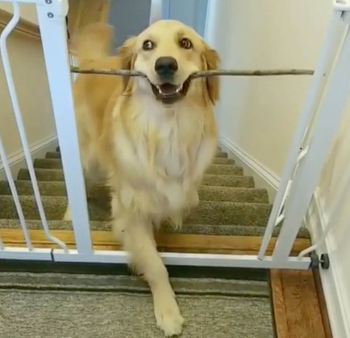 ゴールデンレトリーバー,動画