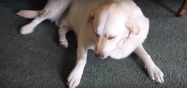 ラブラドールレトリーバー,動画