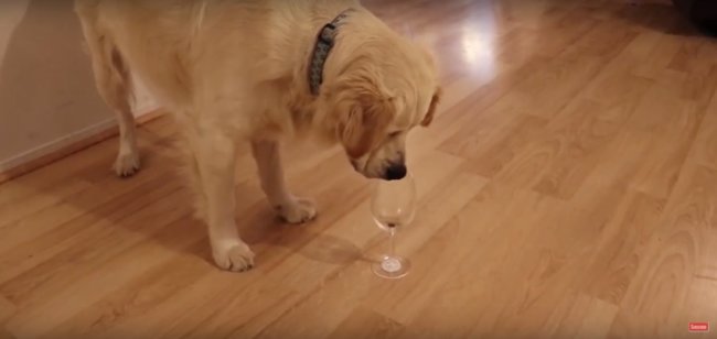 ゴールデンレトリーバー,動画