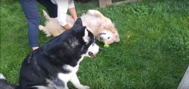 ゴールデンレトリーバー,動画