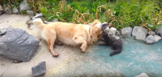 ゴールデンレトリーバー,動画