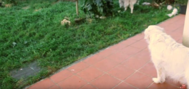 ゴールデンレトリーバー,動画