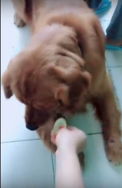 ゴールデンレトリーバー,動画