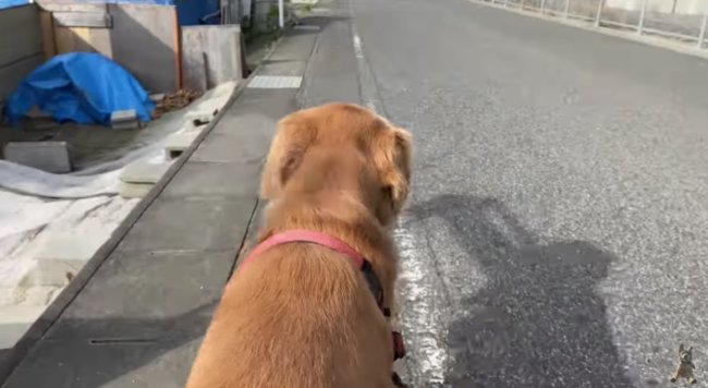 ゴールデンレトリーバー,動画