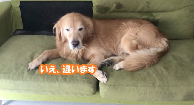 ゴールデンレトリーバー,動画