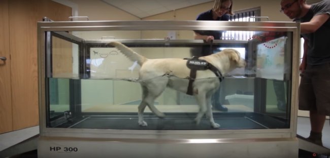 ラブラドールレトリーバー,動画