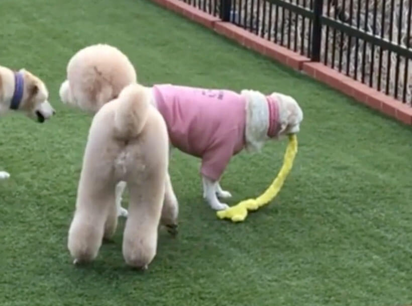 ラブラドールレトリーバー,動画