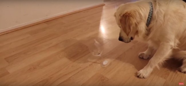 ゴールデンレトリーバー,動画