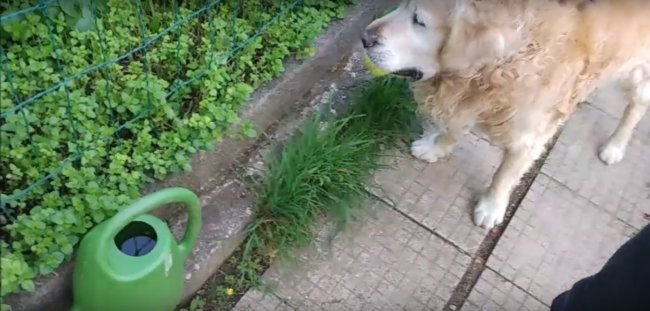 ゴールデンレトリーバー,動画