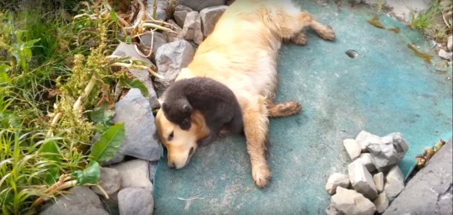 ゴールデンレトリーバー,動画