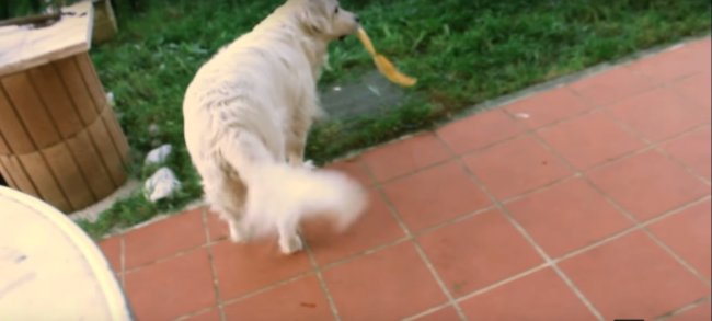 ゴールデンレトリーバー,動画