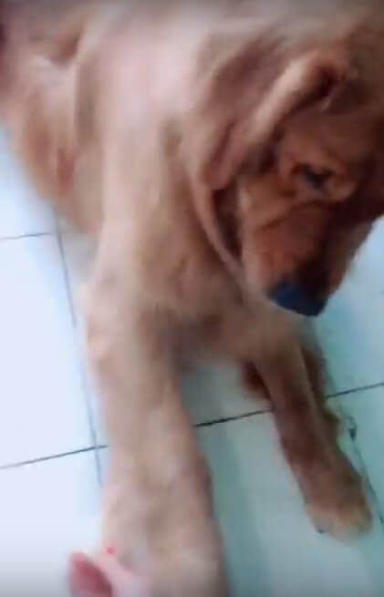 ゴールデンレトリーバー,動画