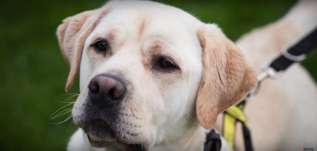 ラブラドールレトリーバー,動画