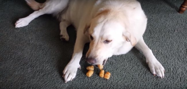 ラブラドールレトリーバー,動画