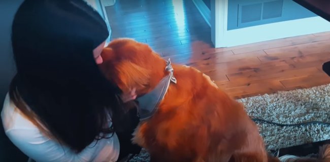 ゴールデンレトリーバー,動画