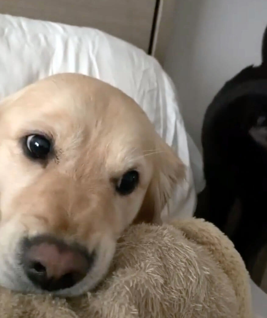 ゴールデンレトリーバー,動画