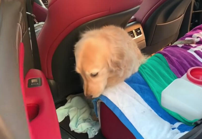 ゴールデンレトリーバー,動画