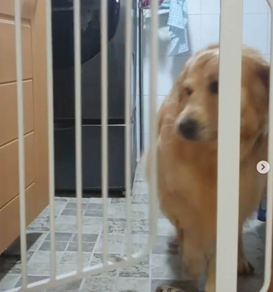 ゴールデンレトリーバー,動画