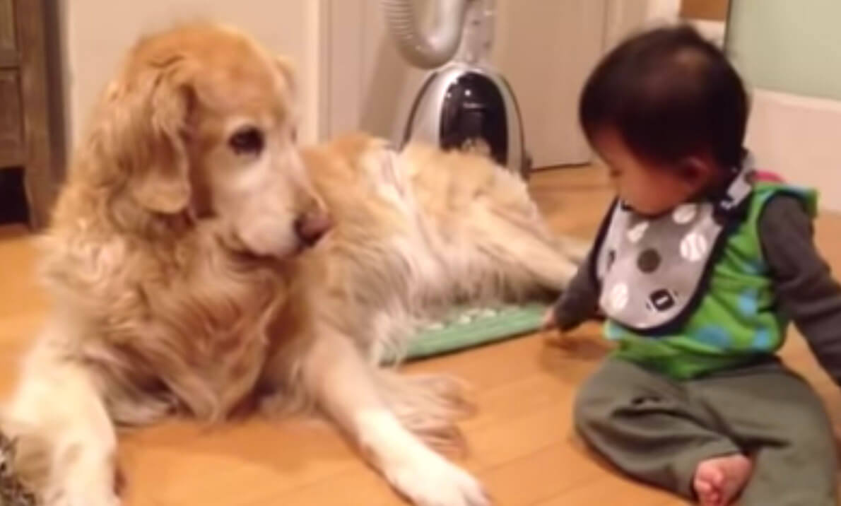 ゴールデンレトリーバー,動画