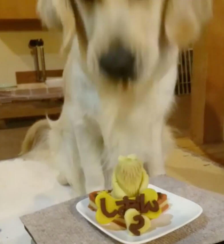 ゴールデンレトリーバー,動画