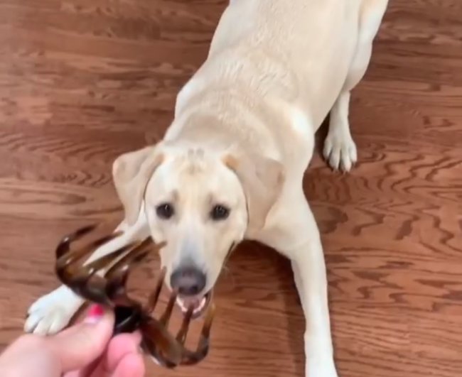 ラブラドールレトリーバー,動画