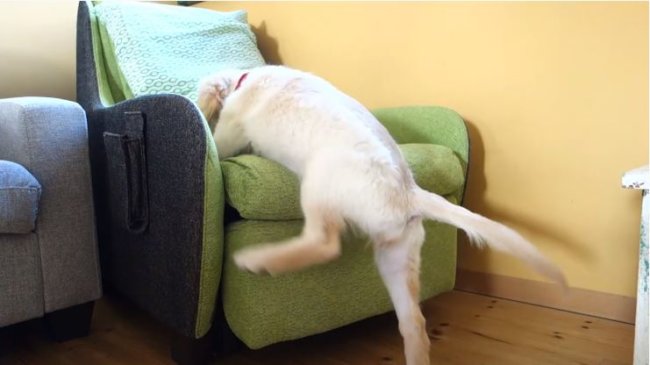 ゴールデンレトリーバー,動画