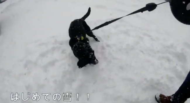 ラブラドールレトリーバー,動画