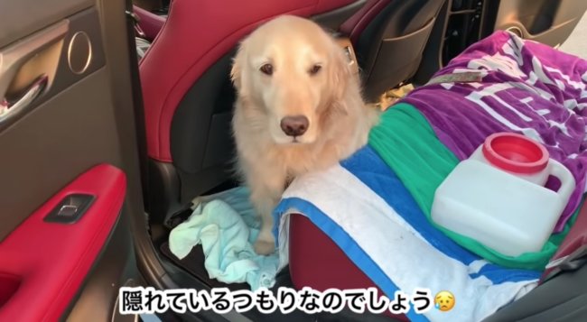 ゴールデンレトリーバー,動画