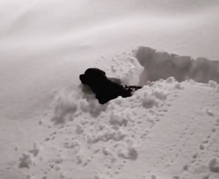 ラブラドールレトリーバー,動画