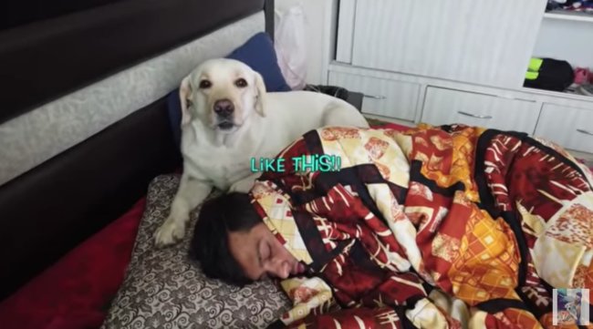 ラブラドールレトリーバー,動画