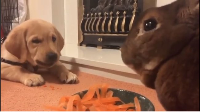 ラブラドールレトリーバー,動画