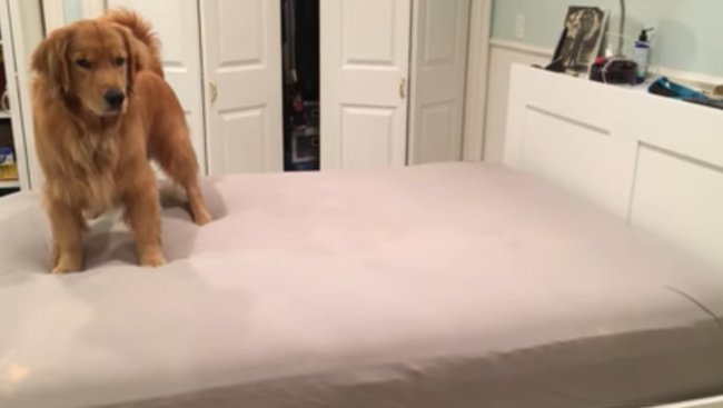 ゴールデンレトリーバー,動画