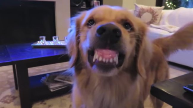 ゴールデンレトリーバー,動画