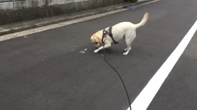 ラブラドールレトリーバー,動画