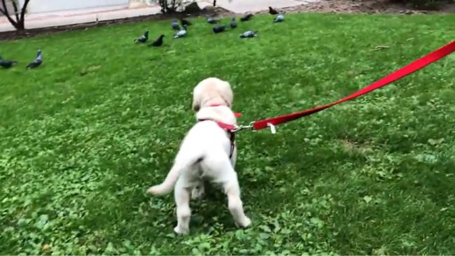 ラブラドールレトリーバー,動画