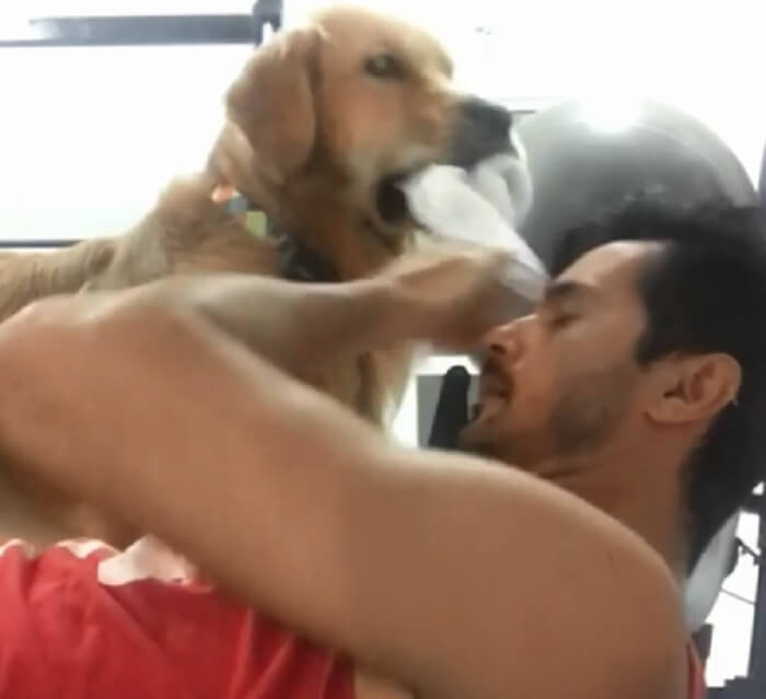 ゴールデンレトリーバー,動画