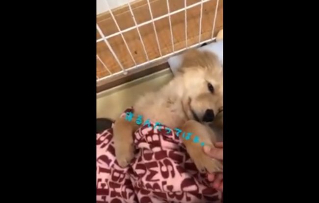 ゴールデンレトリーバー,動画