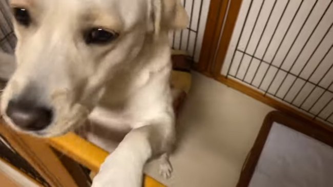 ラブラドールレトリーバー,動画