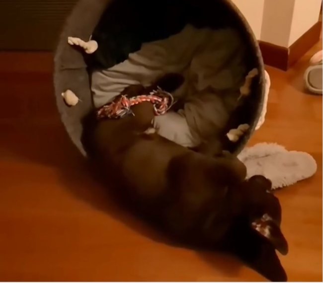 ラブラドールレトリーバー,動画