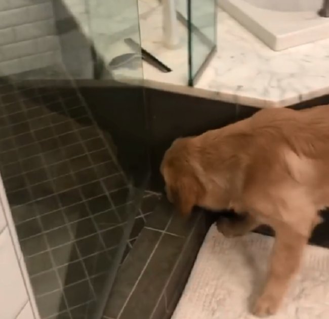 ゴールデンレトリーバー,動画